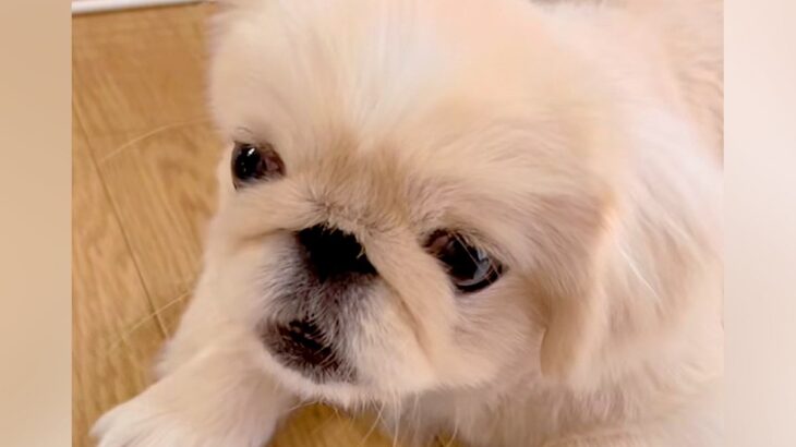 夏休み、リコーダーの練習をする女の子→音色を聴いた犬が突然…一生懸命すぎる『まさかの反応』に絶賛の声「一緒に歌ってるｗ」「めちゃ可愛い」(ブログ)