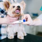 犬の『平熱』って何度？体温の計り方から病院へ連れて行くべき症状まで(ブログ)