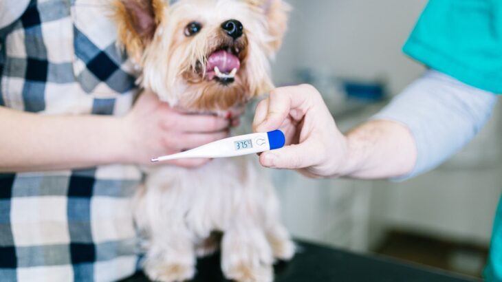 犬の『平熱』って何度？体温の計り方から病院へ連れて行くべき症状まで(ブログ)