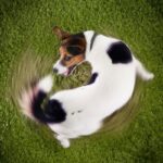 犬が『ぐるぐる回ってしまう』4つの理由　注意すべき状態や適切な対応まで(ブログ)