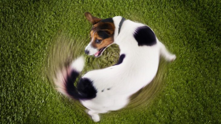 犬が『ぐるぐる回ってしまう』4つの理由　注意すべき状態や適切な対応まで(ブログ)