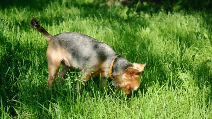 犬が『食糞』する理由5選　やめさせる方法はあるの？ウンチを食べてしまったときの適切な対応まで(ブログ)