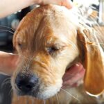 『初めてのシャンプー』をする大型犬の赤ちゃん→怖がるかと思いきや…まさかの『睡魔に襲われた光景』が9万再生「おねむ顔ｗｗ」「大物」と反響(ブログ)