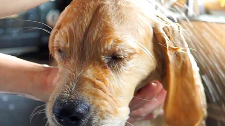 『初めてのシャンプー』をする大型犬の赤ちゃん→怖がるかと思いきや…まさかの『睡魔に襲われた光景』が9万再生「おねむ顔ｗｗ」「大物」と反響(ブログ)