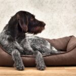 犬が『不快に感じる』ベッドの特徴4選　愛犬が睡眠不足になっている状態とは？(ブログ)