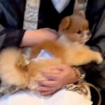 家に住職がやってきて様子をうかがう犬→お経が終わった直後にみせた『まさかの行動』が207万再生「空気読んでて草」「めっちゃ馴染んでるｗ」(ブログ)