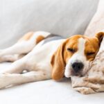 犬が『眠っている』ときにやってはいけない絶対NG行為5選　あなたの行動が愛犬に過度な負担を与えることも…(ブログ)