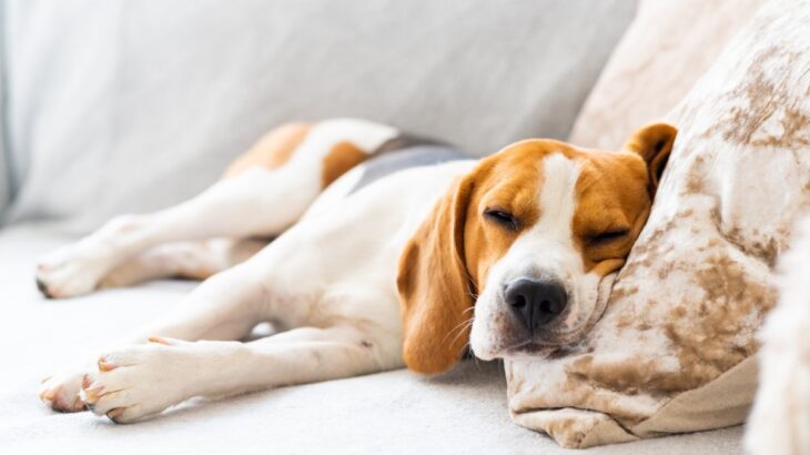 犬が『眠っている』ときにやってはいけない絶対NG行為5選　あなたの行動が愛犬に過度な負担を与えることも…(ブログ)