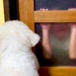 喧嘩で泣いてしまった男の子→心配した犬が追いかけて…思わず涙する『本当の兄弟のような行動』が23万再生「めちゃ泣いた」「優しさ伝わる」(ブログ)