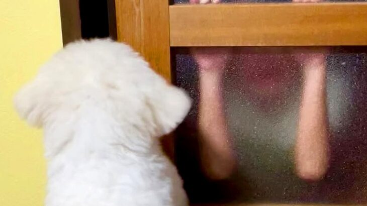 喧嘩で泣いてしまった男の子→心配した犬が追いかけて…思わず涙する『本当の兄弟のような行動』が23万再生「めちゃ泣いた」「優しさ伝わる」(ブログ)