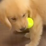 ぬいぐるみのように小さかった赤ちゃん犬→たった8ヵ月で…衝撃の成長を遂げた『現在の光景』が44万再生「行動は変わってないのｗ」と絶賛(ブログ)