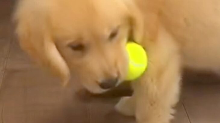 ぬいぐるみのように小さかった赤ちゃん犬→たった8ヵ月で…衝撃の成長を遂げた『現在の光景』が44万再生「行動は変わってないのｗ」と絶賛(ブログ)