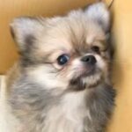 『３キロくらいに成長する』と言われた子犬→ご飯を食べず心配していたら…数ヶ月後『衝撃的なビフォーアフター』に反響続々「愛情の重さ」(ブログ)