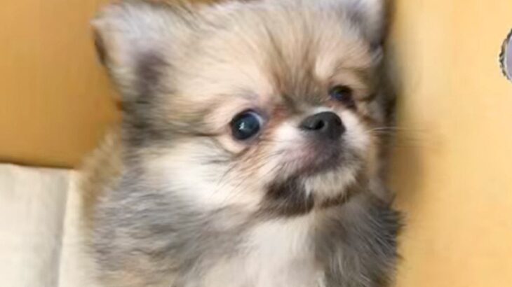 『３キロくらいに成長する』と言われた子犬→ご飯を食べず心配していたら…数ヶ月後『衝撃的なビフォーアフター』に反響続々「愛情の重さ」(ブログ)