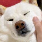 お兄ちゃんが結婚、実家を出てから3年が経過→寂しがる犬の『切なくて愛おしい行動』が145万再生「1分1秒を大切に」「最高のお出迎え」(ブログ)