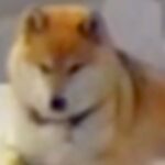 お留守番中の犬が心配なのでペットカメラを設置→様子を覗いてみたら…まるで人間のような『クセの強い行動』が31万再生「犬のフリしてる？ｗ」(ブログ)