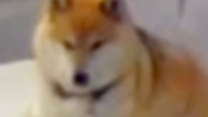 お留守番中の犬が心配なのでペットカメラを設置→様子を覗いてみたら…まるで人間のような『クセの強い行動』が31万再生「犬のフリしてる？ｗ」(ブログ)