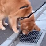 散歩中の大型犬が『なぜか足を止めた』と思ったら…予想外すぎる『まさかの行動』が16万再生「笑っちゃったｗ」「普通避けるのにｗ」と反響(ブログ)