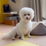 『９年間、狭いケージの中にいた保護犬』を飼った結果→名前を呼んでも来ないけれど…『最大のスキンシップ方法』に涙が止まらない「感動した」(ブログ)