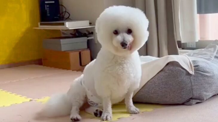 『９年間、狭いケージの中にいた保護犬』を飼った結果→名前を呼んでも来ないけれど…『最大のスキンシップ方法』に涙が止まらない「感動した」(ブログ)