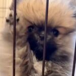暑がりな赤ちゃん犬→心配なので『凍ったペットボトルをあげた』結果…あまりにも可愛い光景が24万再生「冷やしたぬきｗ」「試したい」と絶賛(ブログ)