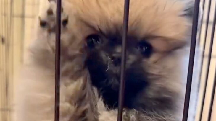 暑がりな赤ちゃん犬→心配なので『凍ったペットボトルをあげた』結果…あまりにも可愛い光景が24万再生「冷やしたぬきｗ」「試したい」と絶賛(ブログ)