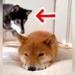 転がる犬の側に、もう1匹の犬がやってきて…打ち合わせしたかのような『悶絶級の光景』が21万再生「癒される」「最高のツーショット」と絶賛(ブログ)