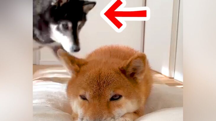 転がる犬の側に、もう1匹の犬がやってきて…打ち合わせしたかのような『悶絶級の光景』が21万再生「癒される」「最高のツーショット」と絶賛(ブログ)