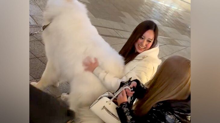 『ヤバーーーイ！』超大型犬の散歩中、2人のギャルと出会った結果…もはや人間？『思春期のような反応』が293万再生「ツンデレ可愛いｗｗ」(ブログ)