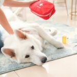 犬が『怪我をしたとき』にする7つの行動　注意が必要な仕草から適切な対処法まで(ブログ)