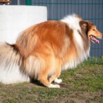 犬がトイレ中にみせる仕草や行動５つ　どんな心理が隠されているの？飼い主が取るべき対応まで(ブログ)