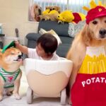 1歳の女の子の『ドライブスルーごっこ』に付き合う犬たち→とんでもなく可愛い光景が32万再生「なんて優しいの」「幸せそのもの」と悶絶の声(ブログ)