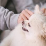 犬が『邪魔しないでほしい』と伝えている4つのサイン　ひとりになりたがる理由から適切な距離感まで(ブログ)