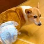 12時間も続いた発作を耐え抜いた犬→後遺症が残ってしまって…90日後の『涙あふれる光景』に反響「本当によく頑張った」「応援してる」(ブログ)