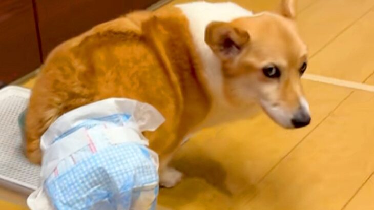12時間も続いた発作を耐え抜いた犬→後遺症が残ってしまって…90日後の『涙あふれる光景』に反響「本当によく頑張った」「応援してる」(ブログ)
