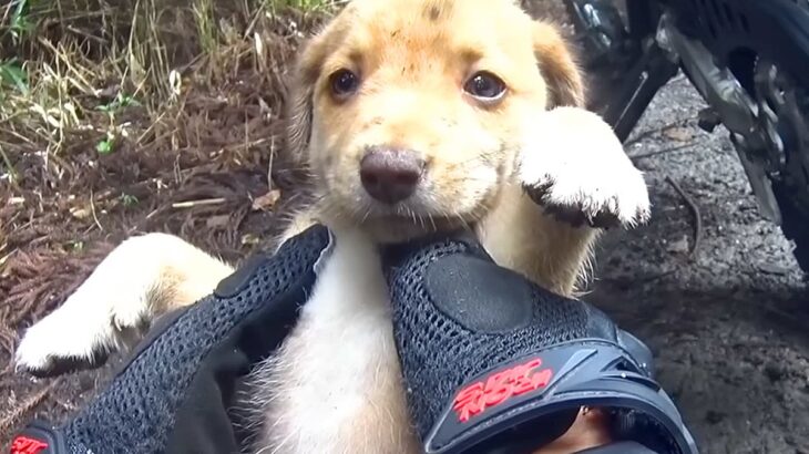 バイクで林を走行中に『捨てられた子犬』を発見…衝撃的な出会いと『まさかの展開』が838万再生「カッコよすぎ」「救ってくれてありがとう」(ブログ)