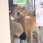トリミングサロンへ犬をお迎えに→窓越しに気付いた瞬間…とんでもなく尊い『感情爆発する光景』が39万再生「涙腺崩壊した」「幸せなのわかる」(ブログ)
