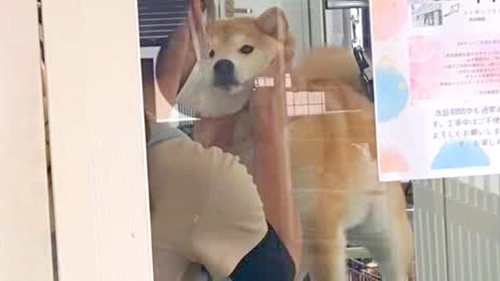 トリミングサロンへ犬をお迎えに→窓越しに気付いた瞬間…とんでもなく尊い『感情爆発する光景』が39万再生「涙腺崩壊した」「幸せなのわかる」(ブログ)