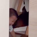 赤ちゃんと大型犬に『お昼寝するよー』と言って”寝たフリ”した結果→笑い声が聞こえてきて…まさかの光景が30万再生「素敵」「優しい」と反響(ブログ)