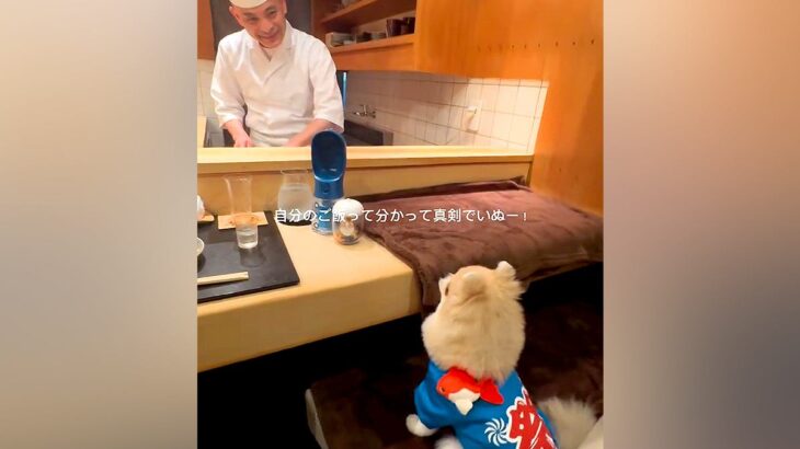 カウンターで大将からご飯を振る舞ってもらう犬→真剣な眼差しで見つめて…可愛すぎる『食事の光景』が298万再生「大将の笑顔ｗ」「いぬー！」(ブログ)