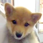『病気で売りものにならない』と言われた子犬→息子が『病気やとあかんの？』とポツリ…涙が出る5年後の光景が76万再生「幸せそうなお顔…」(ブログ)