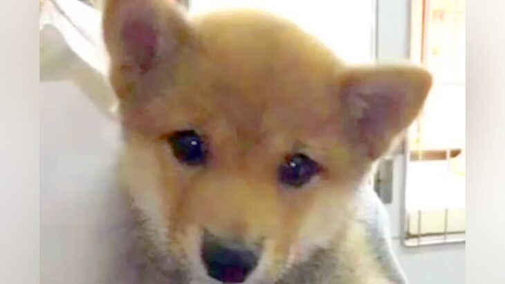 『病気で売りものにならない』と言われた子犬→息子が『病気やとあかんの？』とポツリ…涙が出る5年後の光景が76万再生「幸せそうなお顔…」(ブログ)