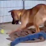 警戒心が強い元野犬の子犬→人がいないときに、こっそり観察してみたら…あまりにも可愛い『まさかの行動』に反響「無邪気」「見てて飽きない」(ブログ)