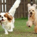 『元気いっぱいな犬種』5選　わんぱくな犬の共通点や迎える際に気をつけるべきことまで(ブログ)