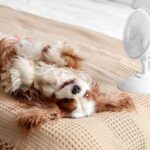 犬が『クーラー病』になっているときの症状3選　主な判断基準や予防策まで(ブログ)