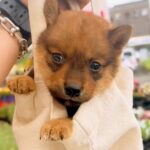 たった800グラムの子犬→『豆柴サイズかな』と思っていたら…まさかの成長を遂げた『現在の光景』に驚き「甲斐犬が勝ったｗ」「可愛すぎ」と反響(ブログ)
