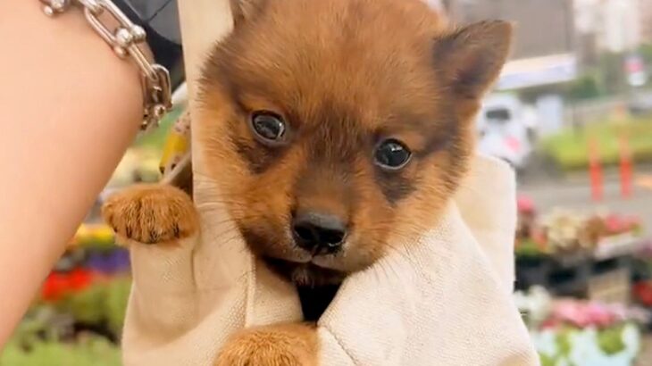 たった800グラムの子犬→『豆柴サイズかな』と思っていたら…まさかの成長を遂げた『現在の光景』に驚き「甲斐犬が勝ったｗ」「可愛すぎ」と反響(ブログ)