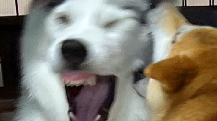 ハスキー犬が『先輩犬たちを敵に回した』結果…まさに四面楚歌？絶体絶命すぎる光景が80万表示「体は一番大きいのにｗ」「歯茎がｗｗ」と爆笑(ブログ)