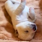 7個あるべき骨が、生まれつき5個しかない赤ちゃん犬…涙がとまらない『2年後の展開』が103万再生「胸が熱くなった」「感謝しかない」と称賛(ブログ)