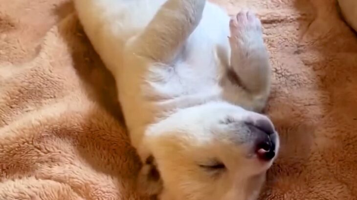 7個あるべき骨が、生まれつき5個しかない赤ちゃん犬…涙がとまらない『2年後の展開』が103万再生「胸が熱くなった」「感謝しかない」と称賛(ブログ)